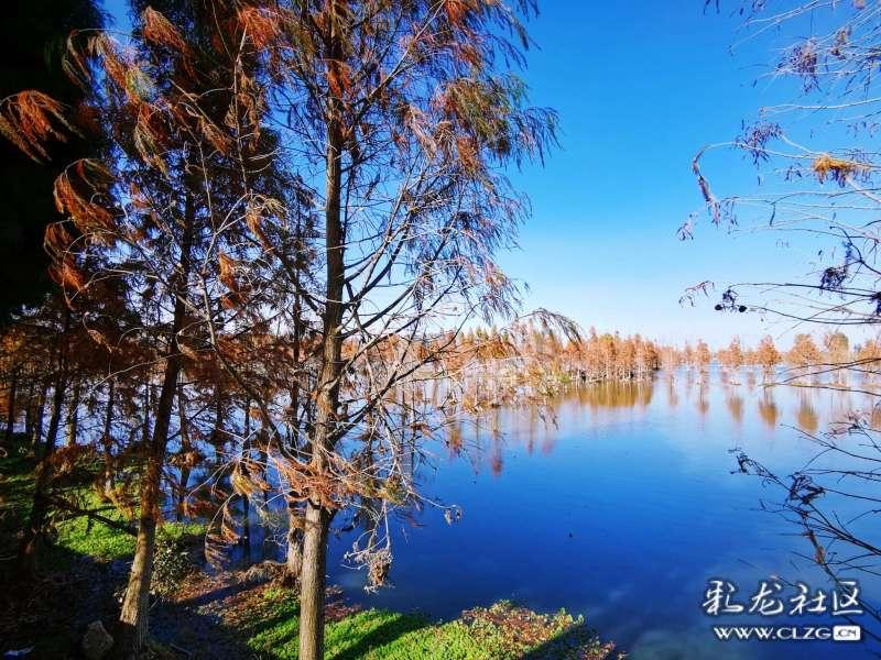 豉油属于哪种调味料?